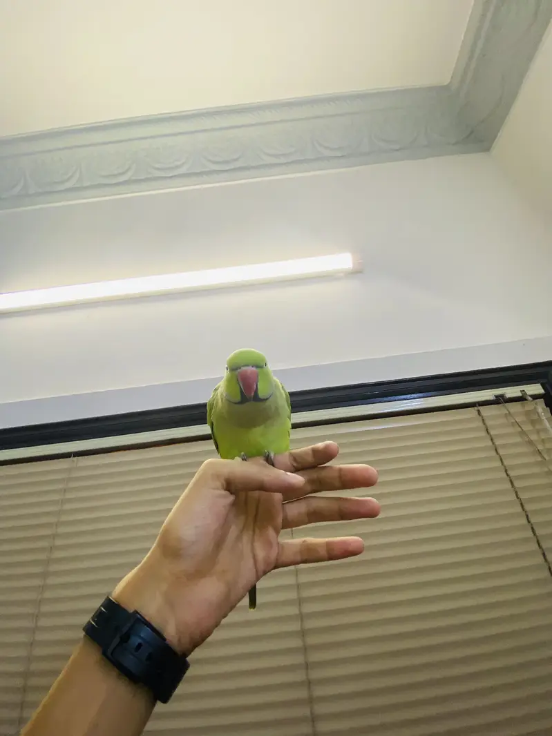 Fully tamed talking ringneck — photo 3