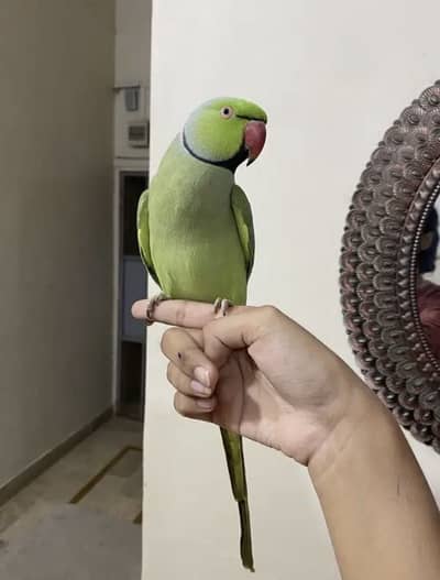 Fully tamed talking ringneck