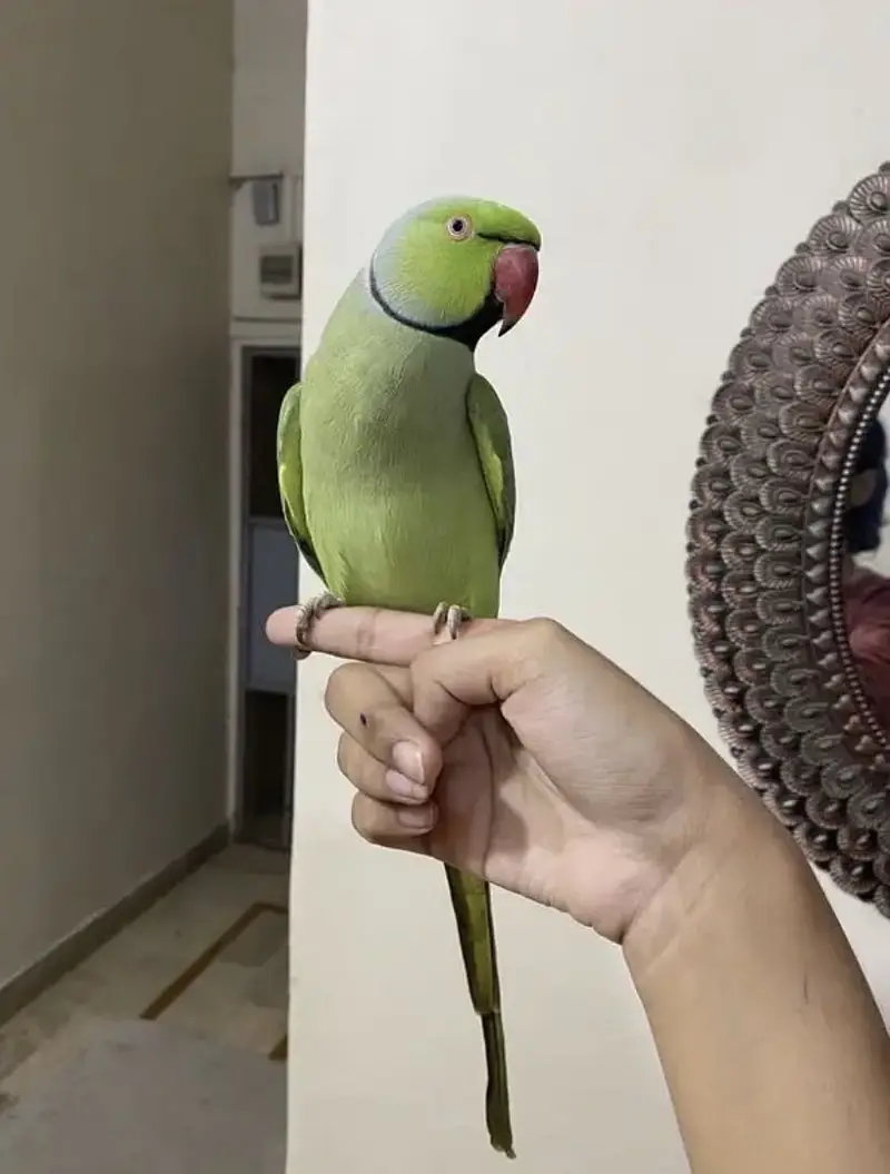 Fully tamed talking ringneck — photo 4