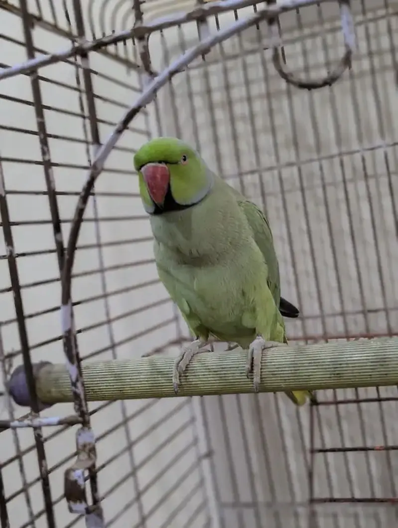 Fully tamed talking ringneck — photo 5