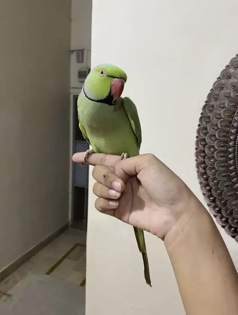 Fully tamed talking ringneck — photo 6