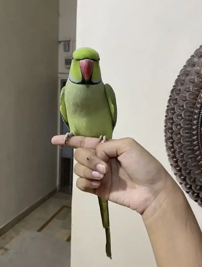 Fully tamed talking ringneck — photo 7
