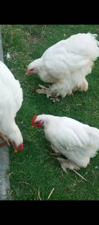 heavy cochin Pair for sale  [$at 1 bantam Male be ha