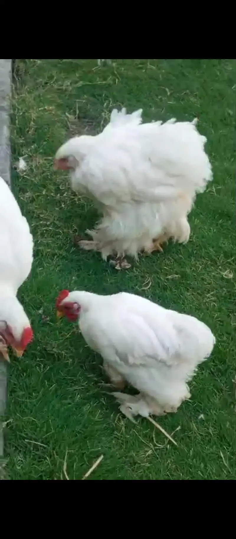 heavy cochin Pair for sale  [$at 1 bantam Male be ha — photo 2