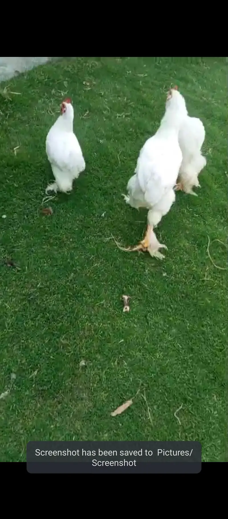 heavy cochin Pair for sale  [$at 1 bantam Male be ha — photo 3