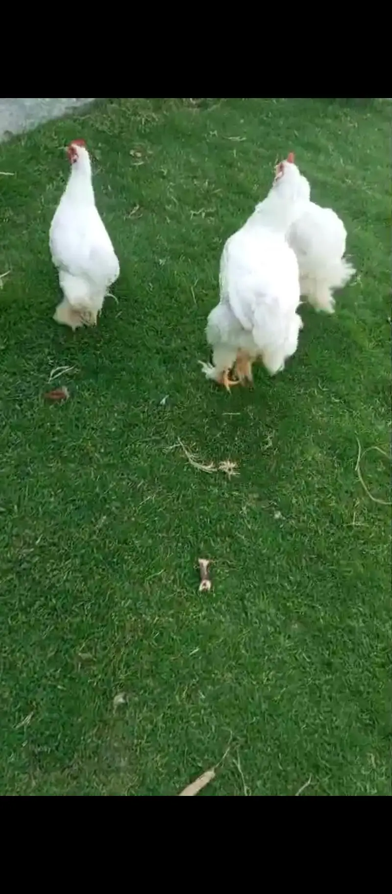heavy cochin Pair for sale  [$at 1 bantam Male be ha — photo 4