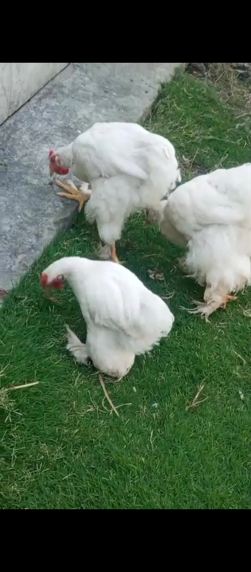 heavy cochin Pair for sale  [$at 1 bantam Male be ha — photo 5