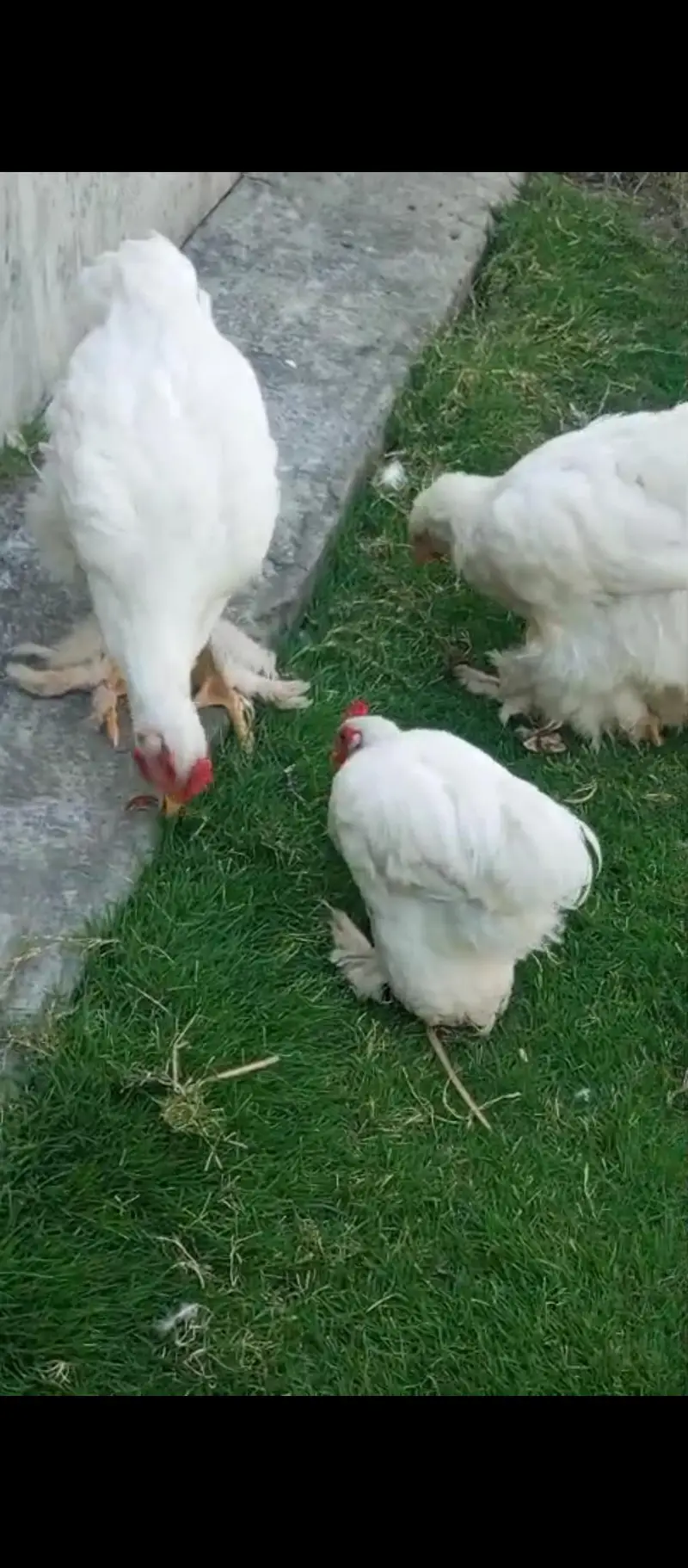 heavy cochin Pair for sale  [$at 1 bantam Male be ha — photo 6