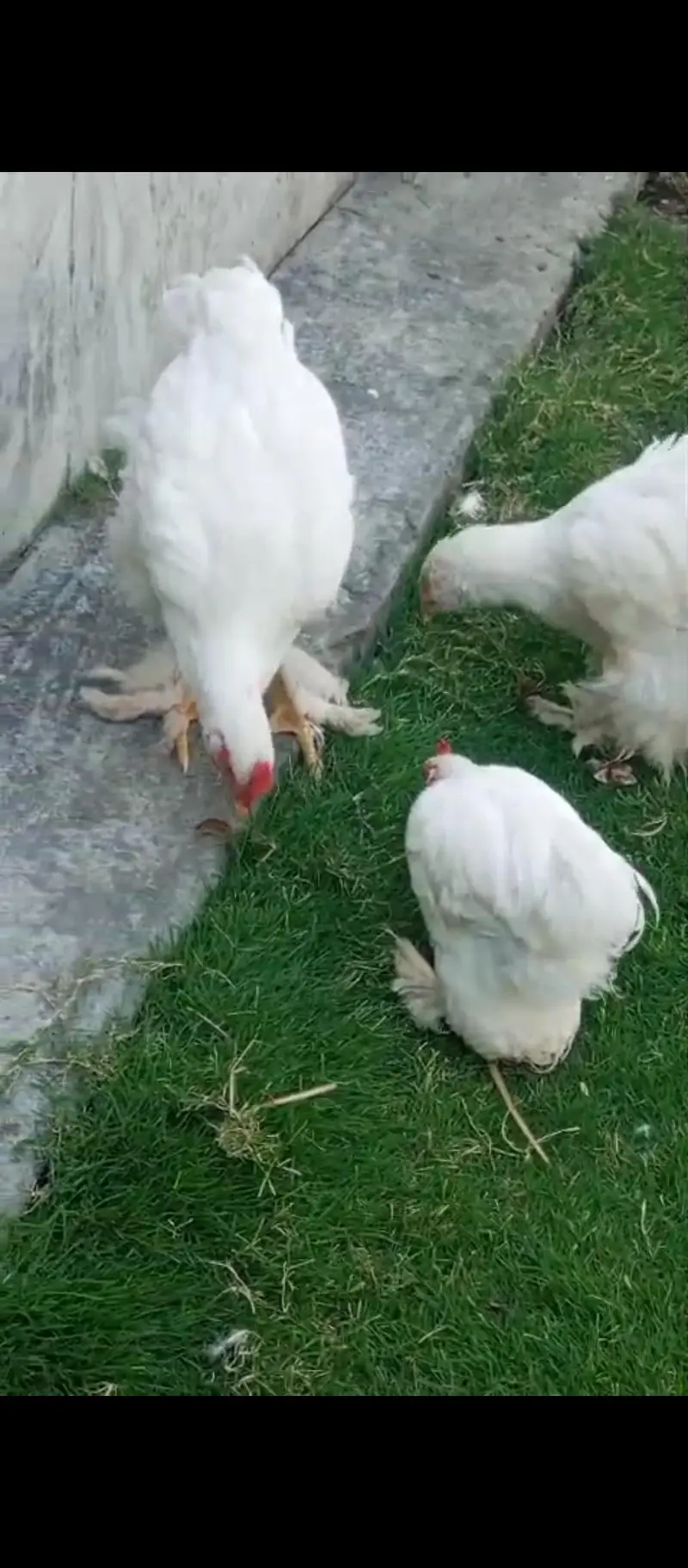 heavy cochin Pair for sale  [$at 1 bantam Male be ha — photo 7