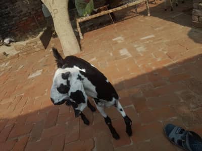 Goat for sale