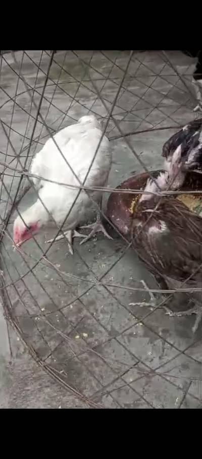Thai and vait burmi and Pakistan Madi and Chicks  for sale