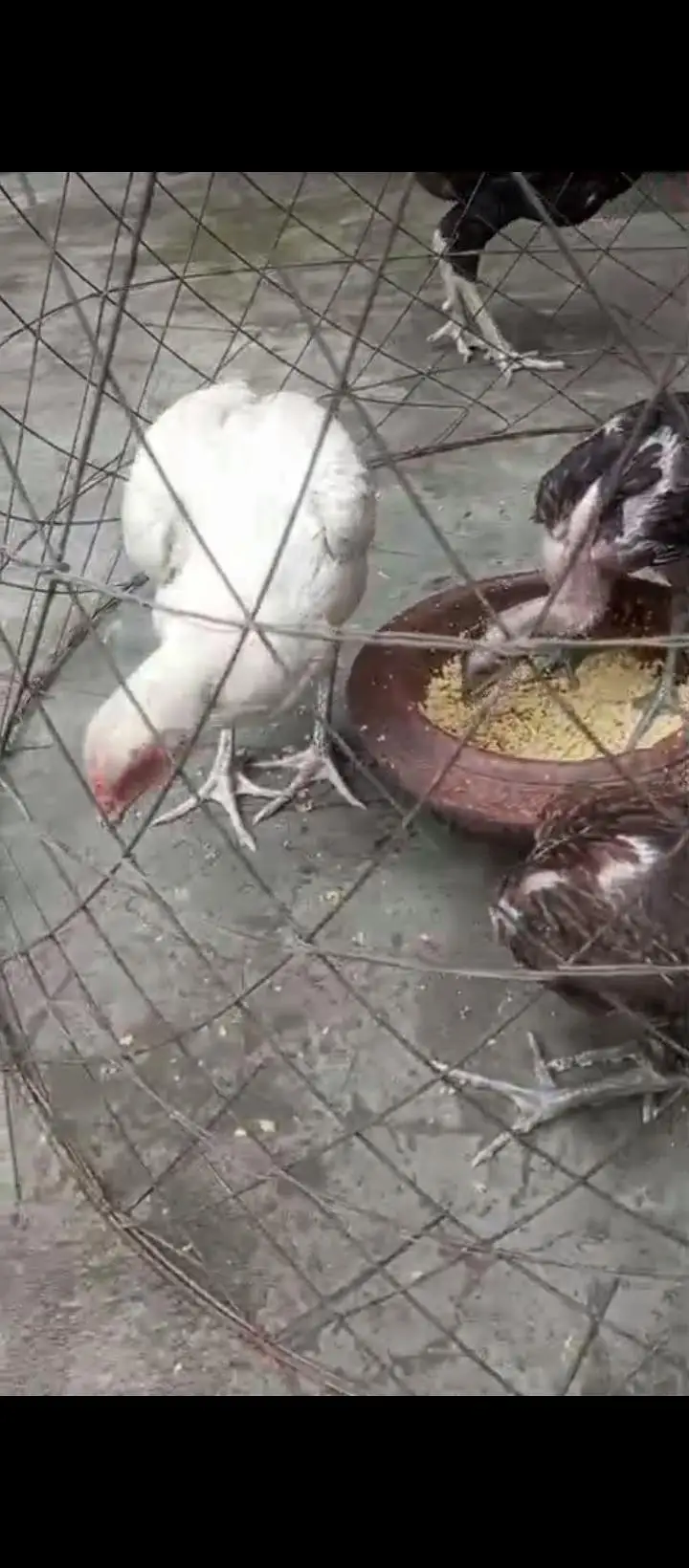 Thai and vait burmi and Pakistan Madi and Chicks  for sale — photo 3