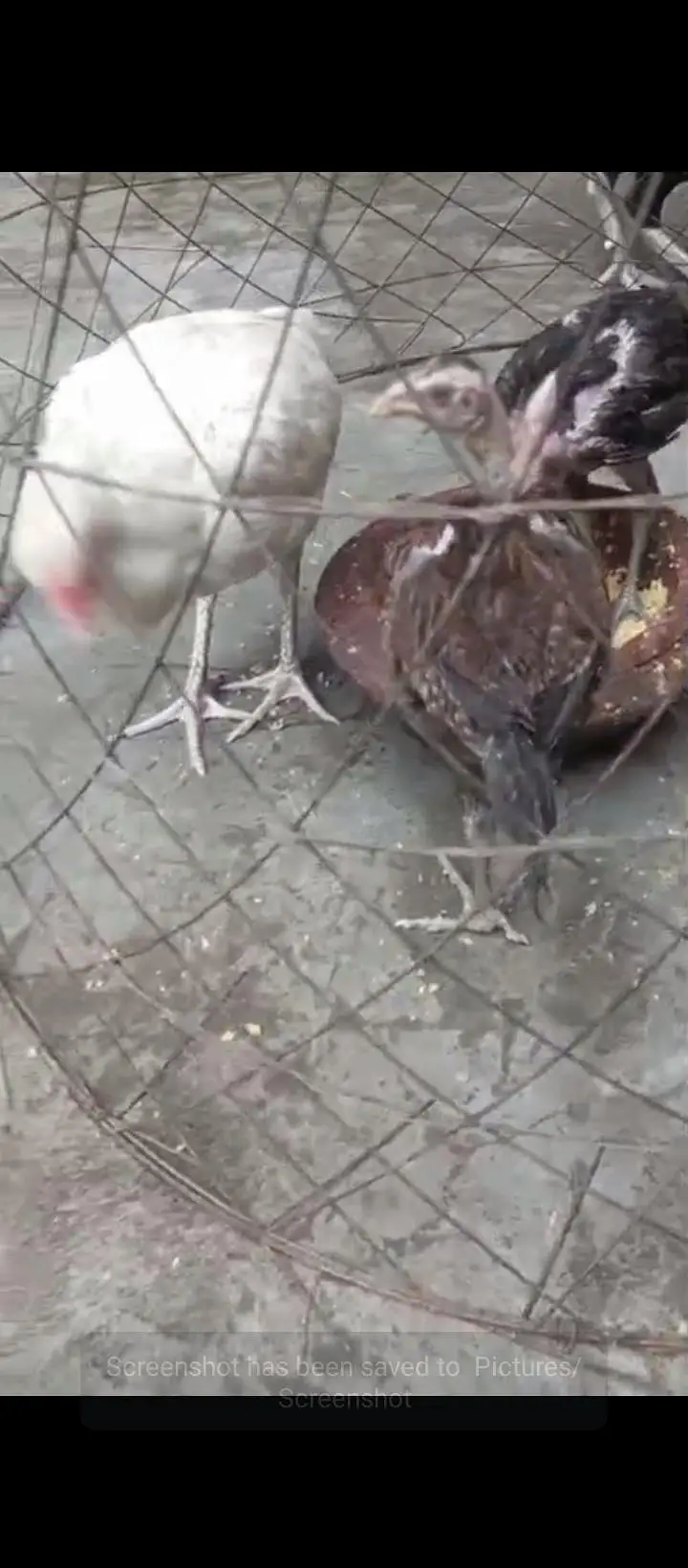 Thai and vait burmi and Pakistan Madi and Chicks  for sale — photo 4