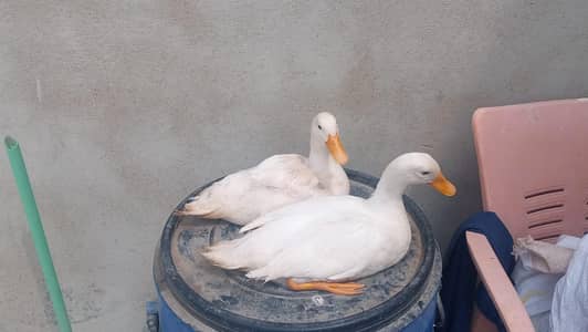 duck pair for sale