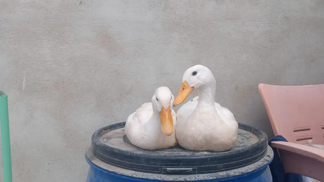 duck pair for sale — photo 2