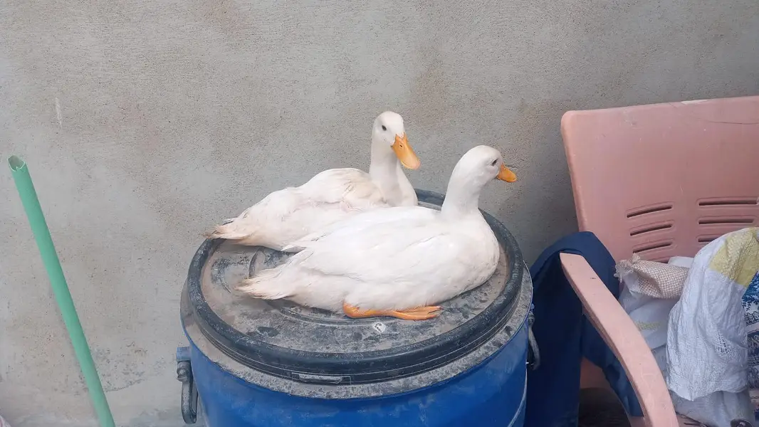 duck pair for sale — photo 3
