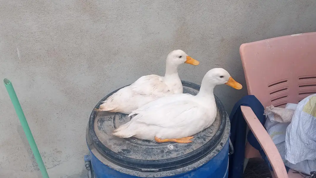 duck pair for sale — photo 4