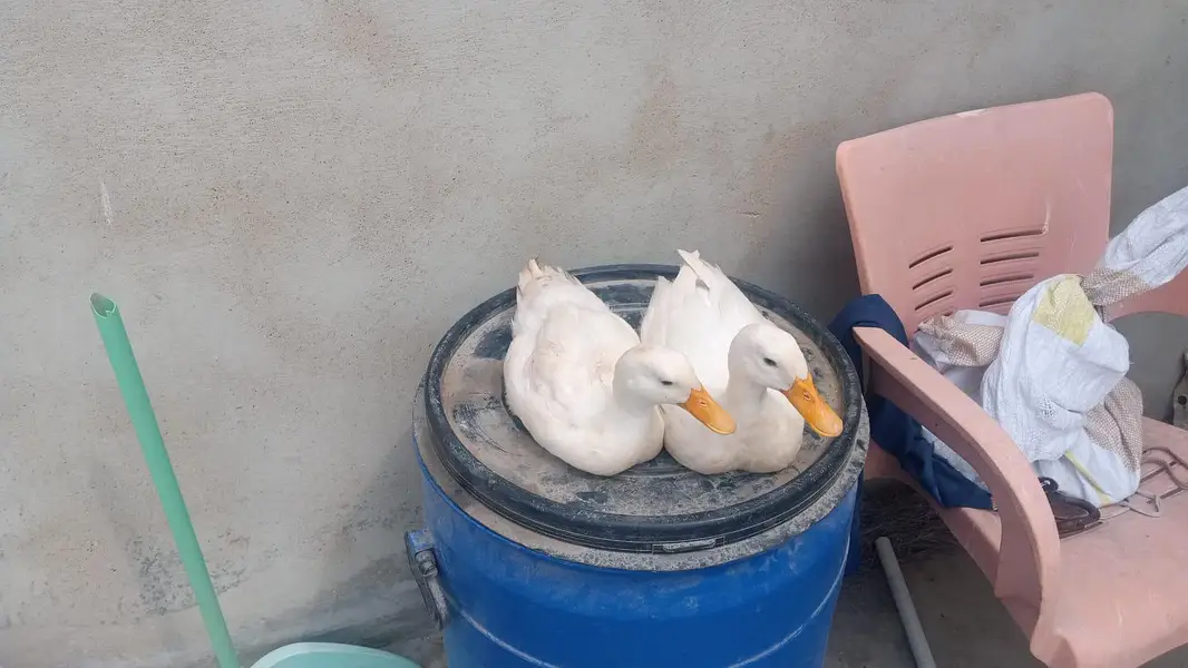 duck pair for sale — photo 5