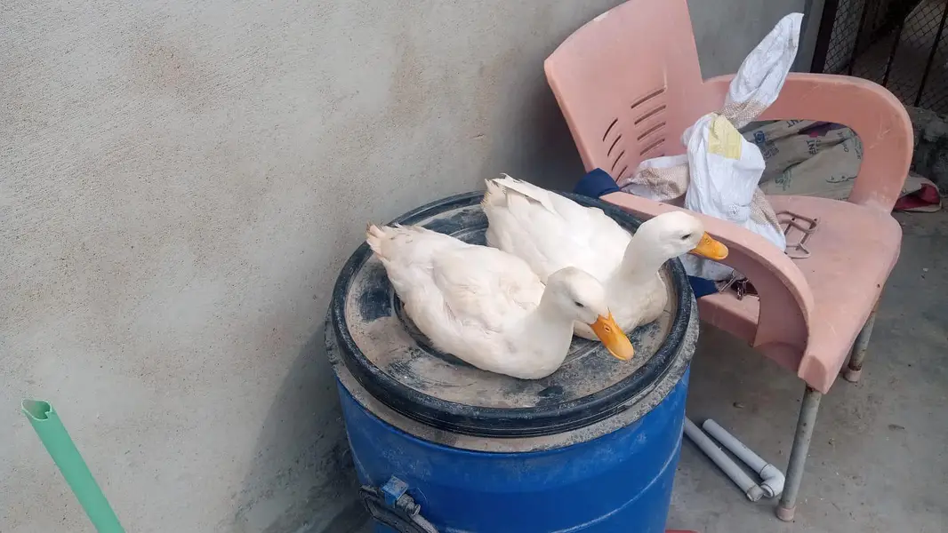 duck pair for sale — photo 6