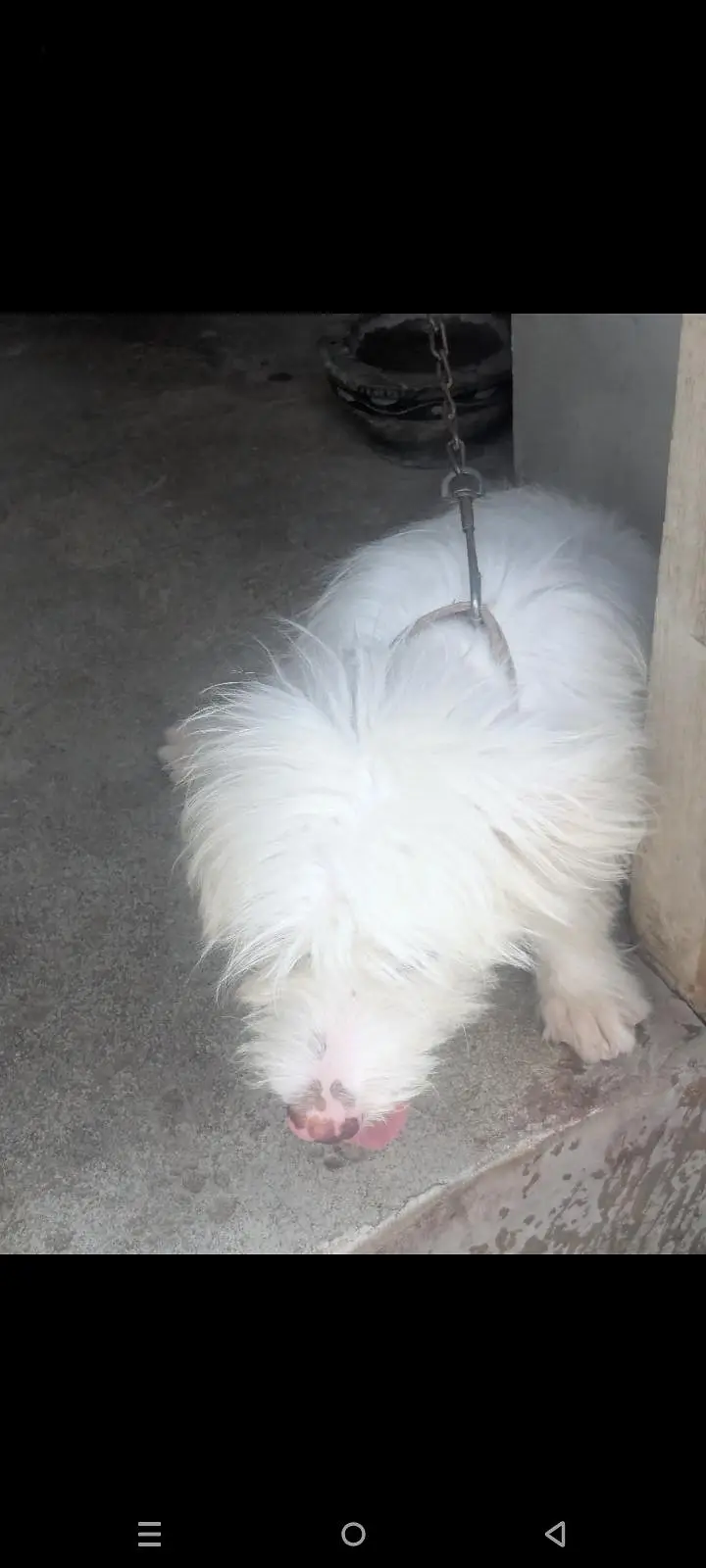 puddle breed  6 month age — photo 2