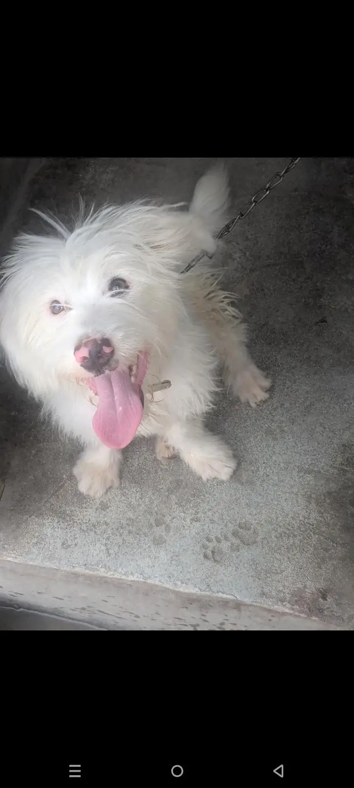 puddle breed  6 month age — photo 3
