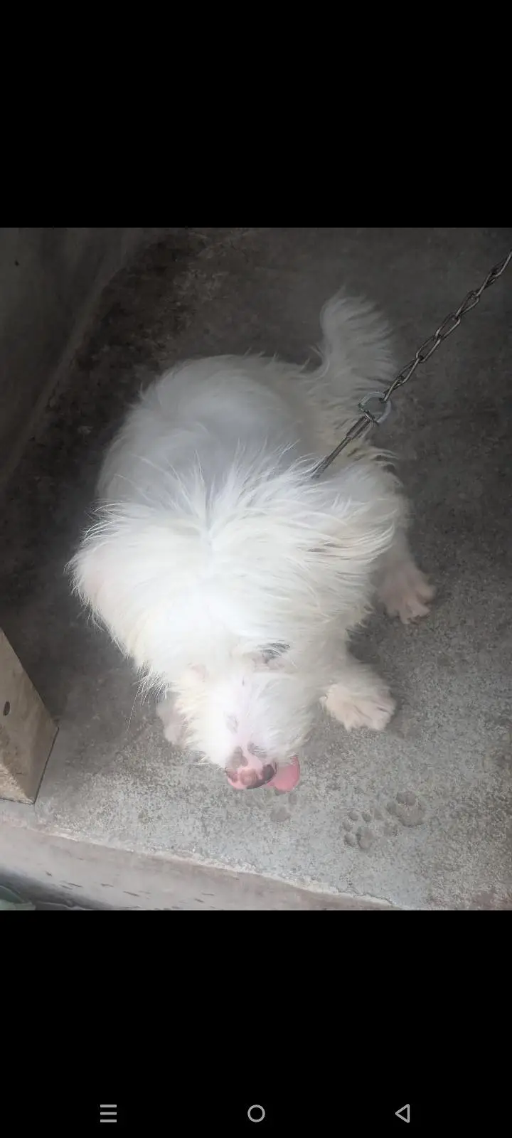 puddle breed  6 month age — photo 4