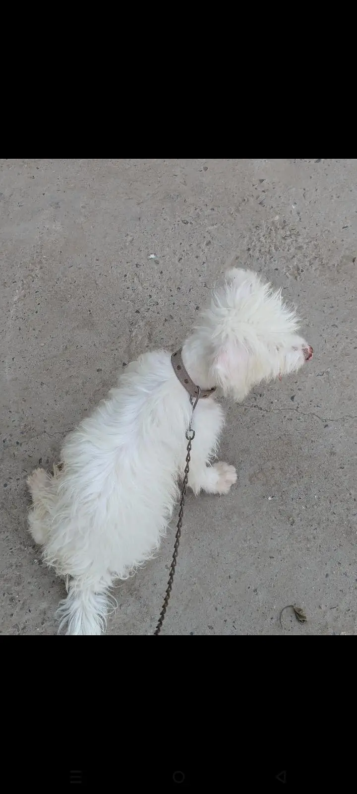 puddle breed  6 month age — photo 6