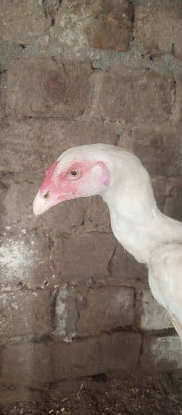 white shamo aseel patha