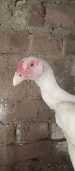 white shamo aseel patha — photo 2