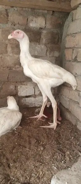 white shamo aseel patha — photo 10