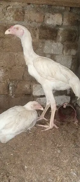 white shamo aseel patha — photo 11
