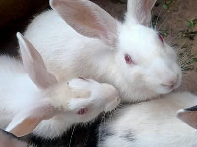 Healthy Female Rabbit for Sale – Active & Friendly