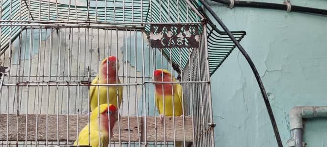Lutino Peach-faced Lovebirds