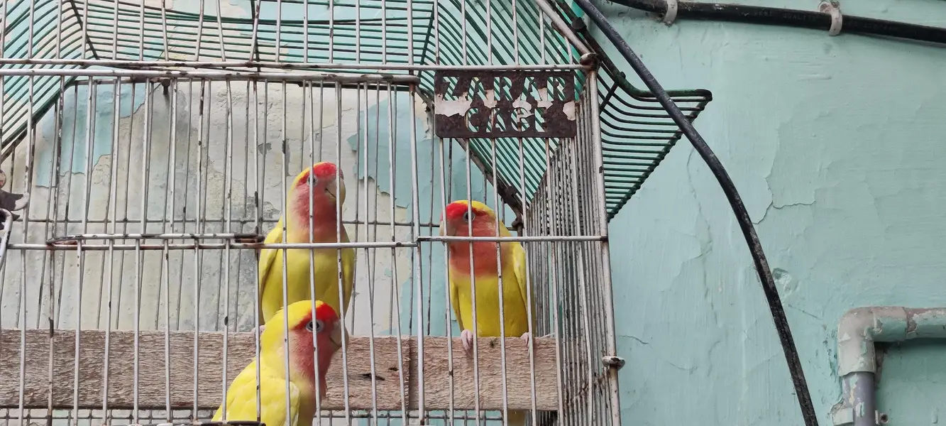Lutino Peach-faced Lovebirds