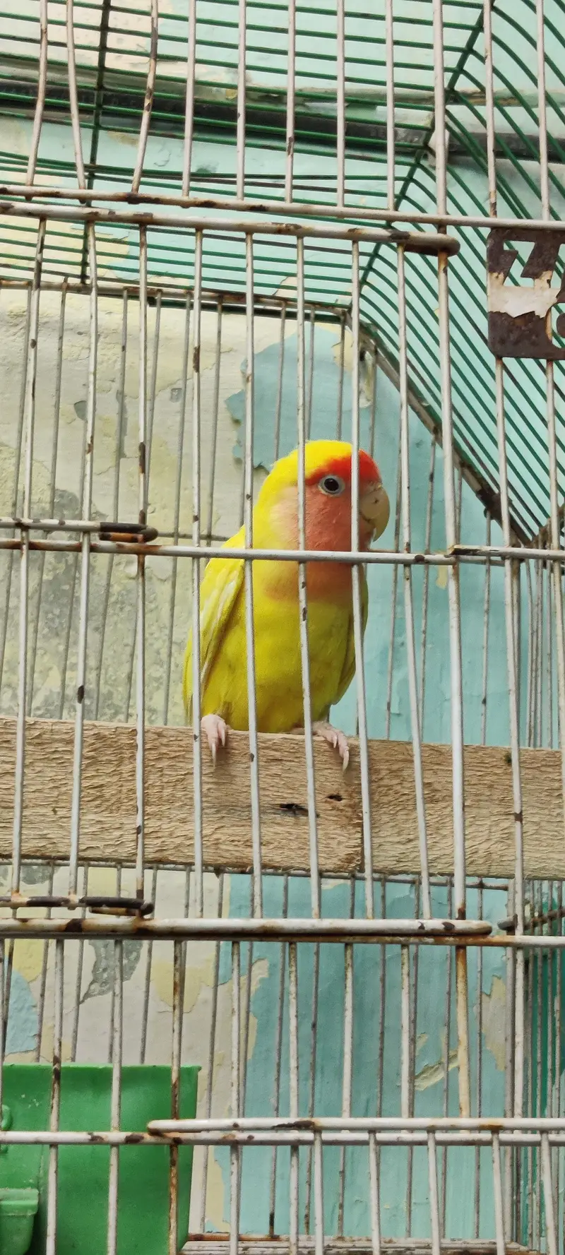 Lutino Peach-faced Lovebirds — photo 2