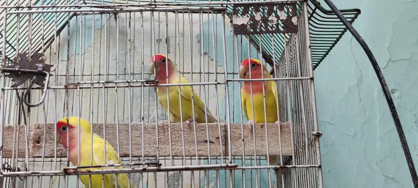 Lutino Peach-faced Lovebirds — photo 3