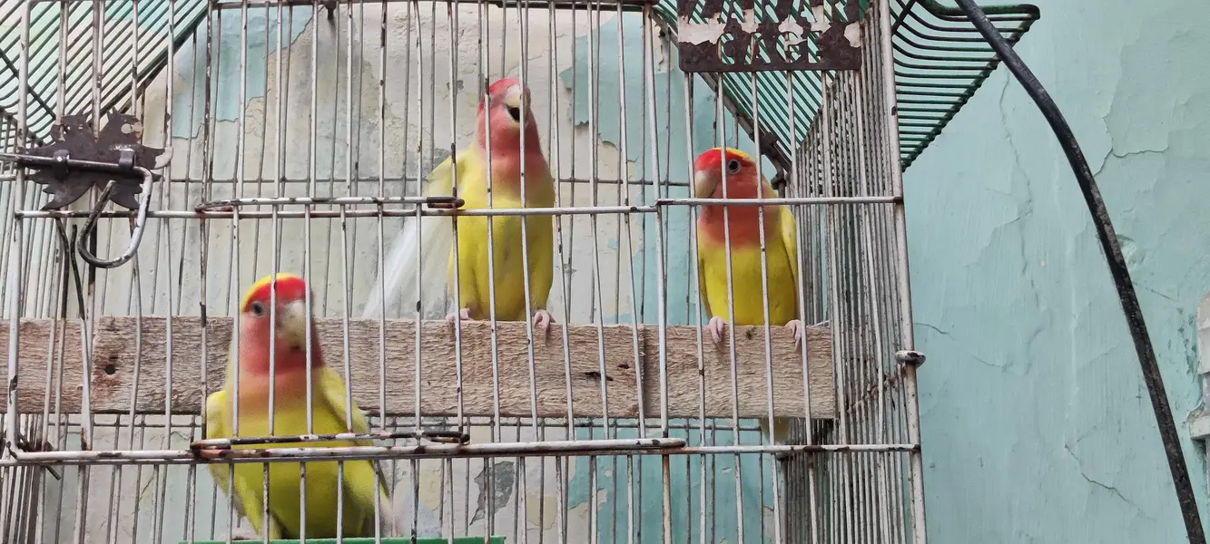Lutino Peach-faced Lovebirds — photo 4