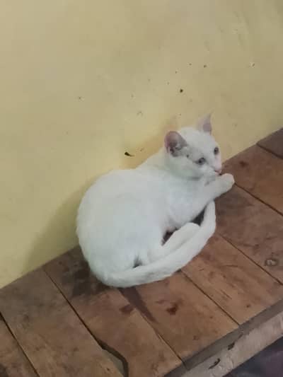 single cod cat  2 ya 3 month urgent sale
