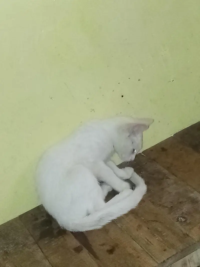 single cod cat  2 ya 3 month urgent sale — photo 2