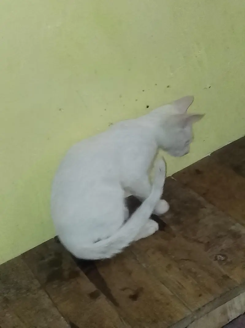 single cod cat  2 ya 3 month urgent sale — photo 3