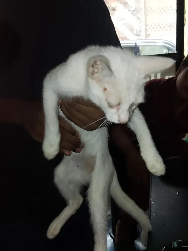 single cod cat  2 ya 3 month urgent sale — photo 4