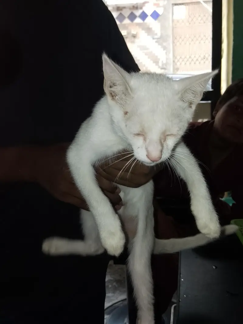 single cod cat  2 ya 3 month urgent sale — photo 5