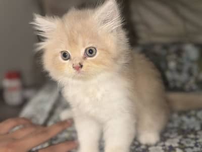 Persian punch face Triple coated