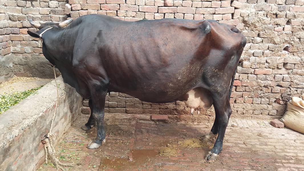 گھبن گاۓ برائے فروخت 1