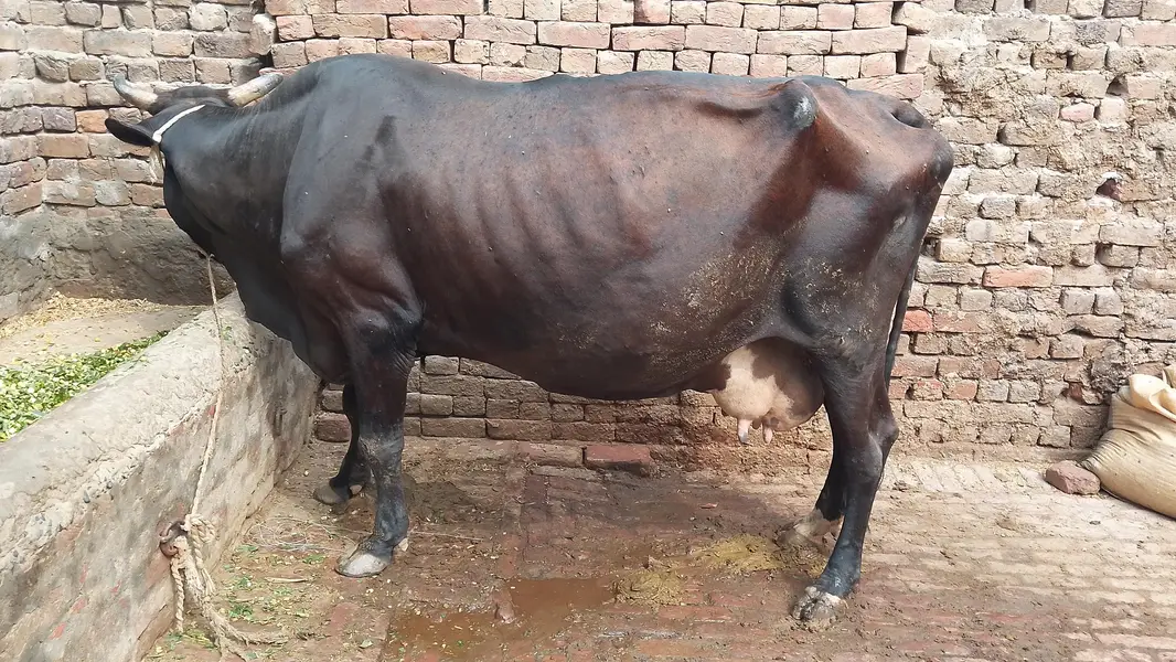 گھبن گاۓ برائے فروخت — photo 2