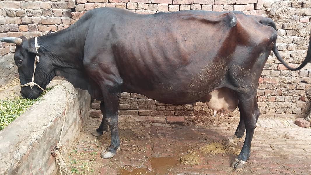 گھبن گاۓ برائے فروخت 2