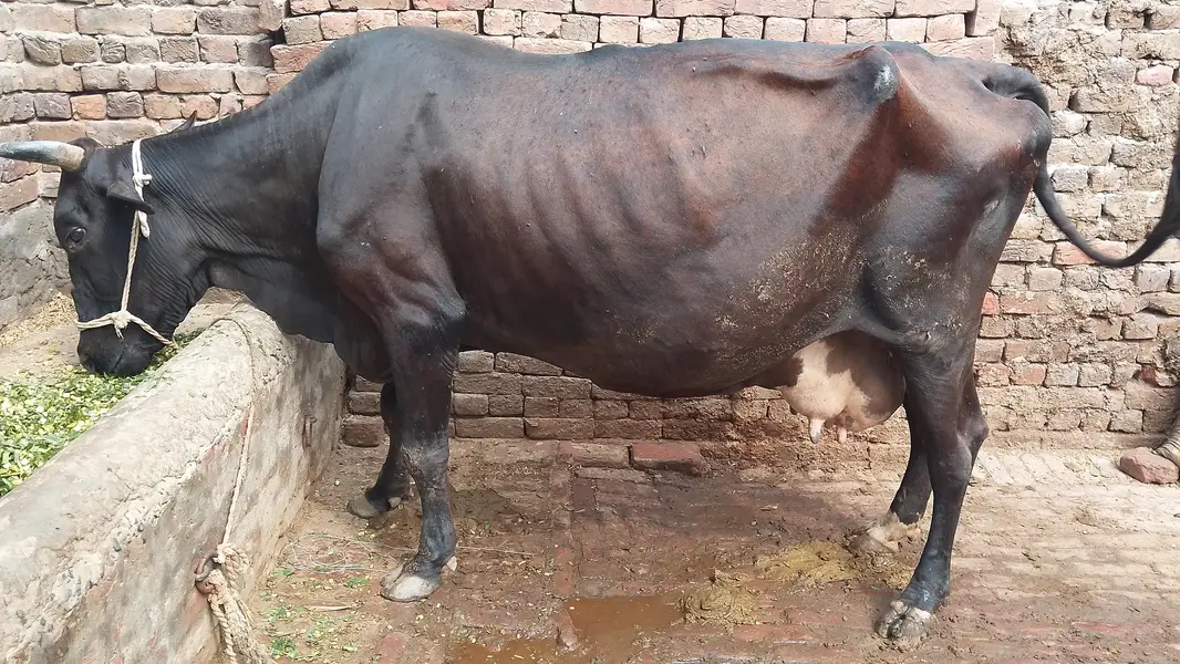 گھبن گاۓ برائے فروخت — photo 3