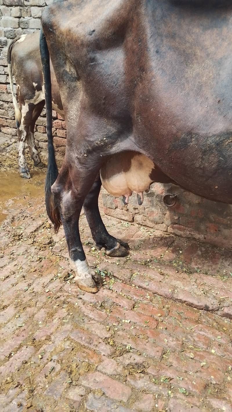 گھبن گاۓ برائے فروخت 4