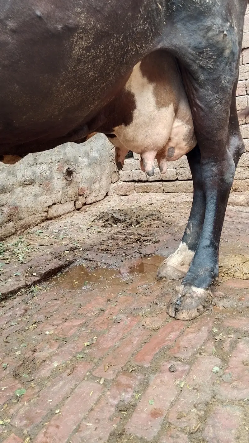 گھبن گاۓ برائے فروخت — photo 6
