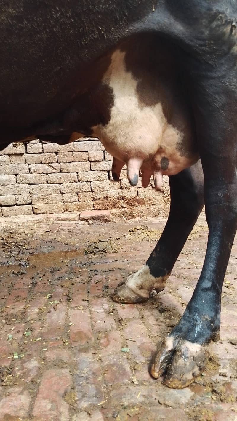 گھبن گاۓ برائے فروخت 6